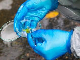 A person holding a petri dish with organic material in it.